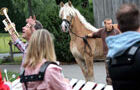 Ausbildung Pferde für Musigfestigeit